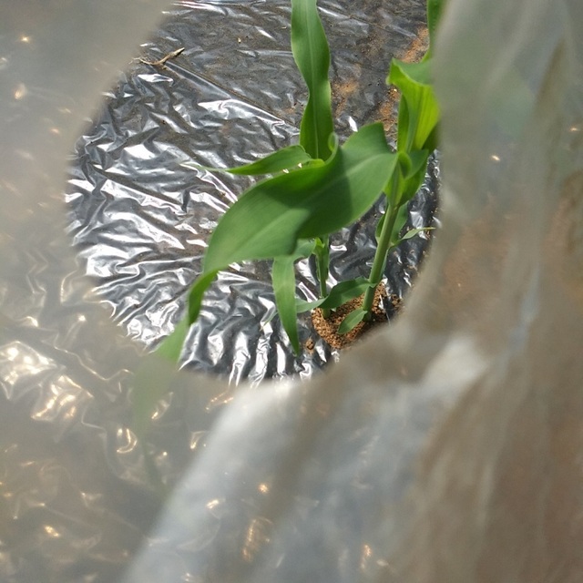 20220430_トウモロコシ発芽.jpg