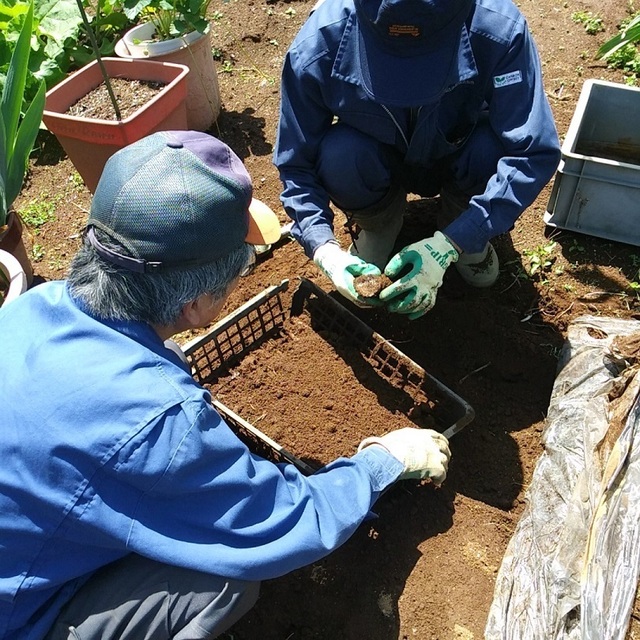 20220430_ヤマイモ苗の確認.jpg