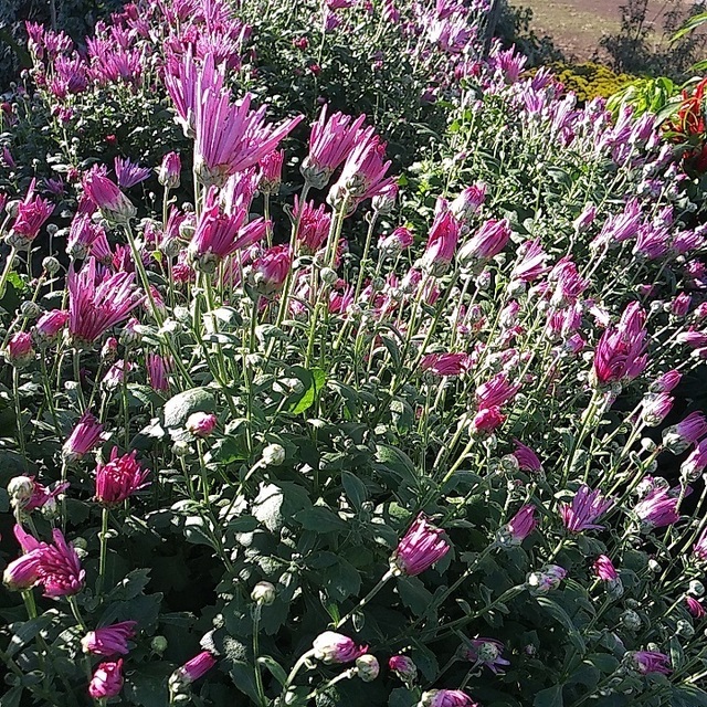 20221030_084103食用菊カキノモト.jpg
