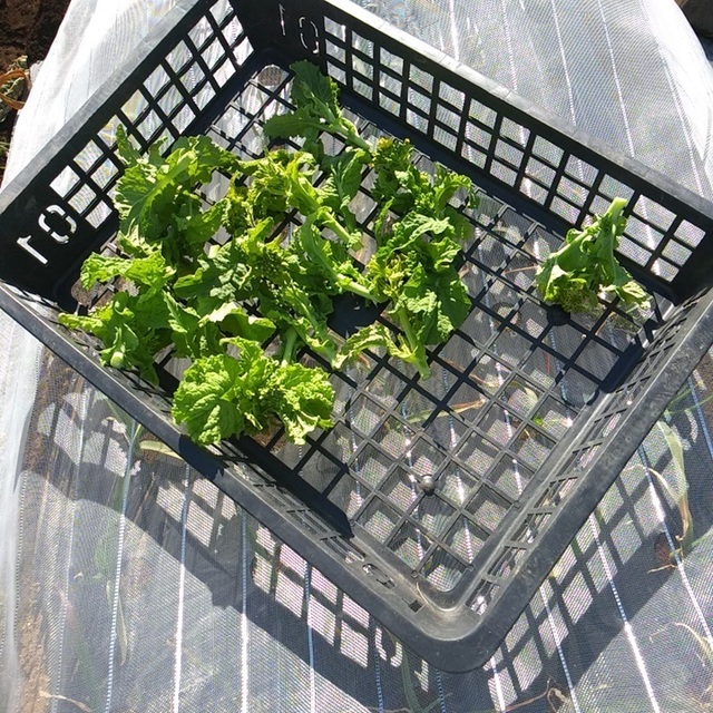 20240129_菜花土産.jpg