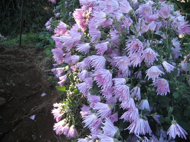 カキノモト6.jpg